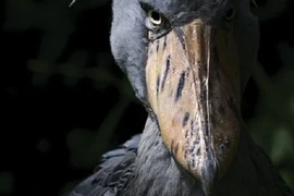 Loài chim có bộ mặt “khó ở” nhất thế giới, không ai dám lại gần