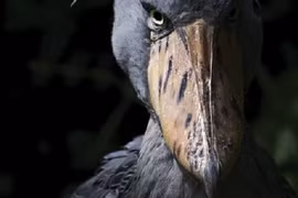 Loài chim có bộ mặt “khó ở” nhất thế giới, không ai dám lại gần