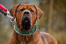 Pitbull không phải là loài chó dữ nhất thế giới 