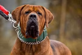 Pitbull không phải là loài chó dữ nhất thế giới 