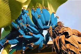 Giống chuối màu xanh da trời lạ nhất thế giới 