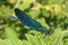 Ngả mũ loài sâu bọ nhìn đẹp mê, có năng lực "siêu phàm" 