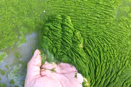 Giật mình sinh vật “mini” có thể xâm chiếm, biến sao Hoả thành... Trái đất