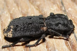 Loài bọ đặc biệt được nghiên cứu để tạo ra vật liệu chống va đập