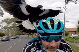 Hãi hùng những loài “quái điểu” có khả năng đoạt mạng người