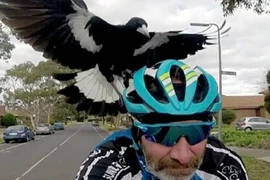 Hãi hùng những loài “quái điểu” có khả năng đoạt mạng người