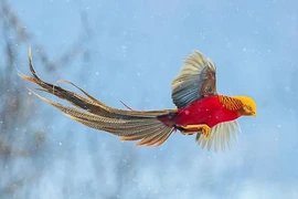 Điểm danh những loài chim đẹp nhất thế giới, quý hơn cả vàng