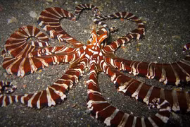 Top động vật sở hữu siêu năng lực: Có loài mọc vuốt như người sói!