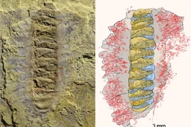 Phát hiện “quái vật chùy bọc thép” bị phong ấn nguyên vẹn trong đá