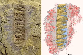 Phát hiện “quái vật chùy bọc thép” bị phong ấn nguyên vẹn trong đá
