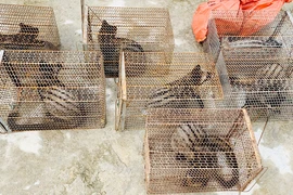 9 cá thể động vật bị nuôi nhốt ở Hà Tĩnh: Cực quý hiếm!