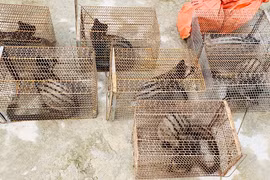 9 cá thể động vật bị nuôi nhốt ở Hà Tĩnh: Cực quý hiếm!