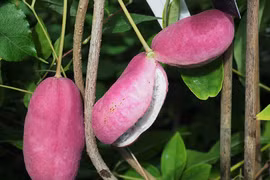 Kỳ lạ “khoai lang tím” mọc đầy cây: Là thần dược quý ông ao ước! 