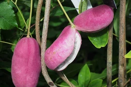 Kỳ lạ “khoai lang tím” mọc đầy cây: Là thần dược quý ông ao ước! 