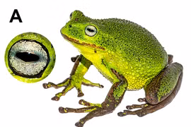 Phát hiện chiếc túi đặc biệt ở loài nhái sống tại rừng Amazon