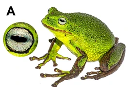 Phát hiện chiếc túi đặc biệt ở loài nhái sống tại rừng Amazon