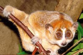 Sinh vật lạ xuất hiện ở Quảng Bình, người dân lập tức báo chính quyền 