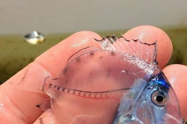 Những loài động vật vô cùng kỳ lạ, có thật trên Trái đất