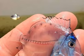 Những loài động vật vô cùng kỳ lạ, có thật trên Trái đất