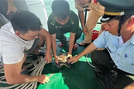 Rùa biển sa lưới ngư dân Bình Định: Loài cực kỳ nguy cấp!