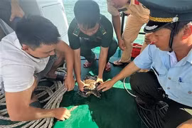 Rùa biển sa lưới ngư dân Bình Định: Loài cực kỳ nguy cấp!
