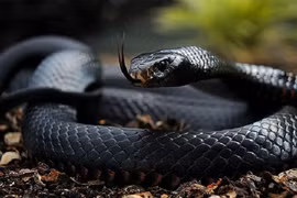 Top độc xà đáng sợ nhất hành tinh: Ở Việt Nam không thiếu! 