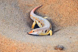 Những loài động vật sống khỏe tại cấm địa khô hạn nhất Trái đất