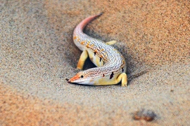 Những loài động vật sống khỏe tại cấm địa khô hạn nhất Trái đất