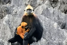 Loài động vật nguy cấp nhất thế giới xuất hiện hiếm hoi ở Việt Nam