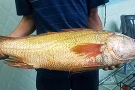 Cá sủ vàng có gì đặc biệt mà giá lên tới hàng tỷ đồng mỗi con?