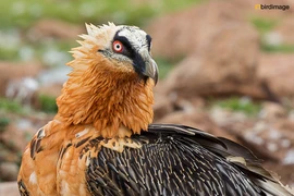 Điểm tên những loài “quái điểu” cực hung tàn