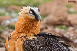 Điểm tên những loài “quái điểu” cực hung tàn