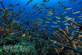 Địa Trung Hải ấm lên bất thường, chuyên gia cảnh báo "nóng" thảm họa 