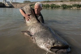 Loài cá hung dữ ăn thịt người phát triển đến báo động