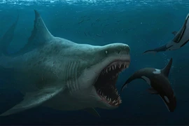 Siêu cá mập Megalodon thực chất có ngoại hình khổng lồ dễ thương?