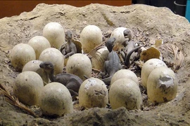 Những viên đá kỳ lạ giá 7 xu, nhưng lại là di vật quốc gia