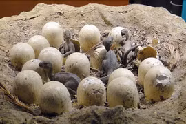 Những viên đá kỳ lạ giá 7 xu, nhưng lại là di vật quốc gia