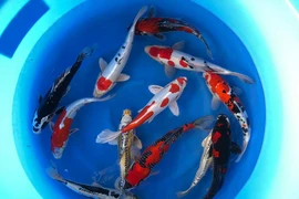 Choáng váng 5 con cá Koi giá đắt cắt cổ, đại gia cố săn lùng 