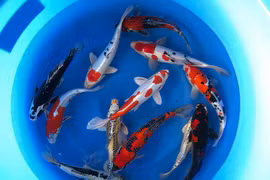 Choáng váng 5 con cá Koi giá đắt cắt cổ, đại gia cố săn lùng 