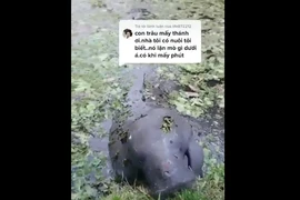 Phát hiện sinh vật đen xì trồi lên gặm cỏ: Cực hiếm ở Việt Nam! 