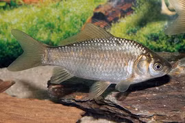 Kinh ngạc năng lực siêu phàm của loài cá xâm hại cả châu Âu 