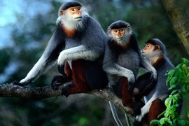 Xuất hiện Voọc ngũ sắc quý hiếm tại khu nghỉ dưỡng ở Huế