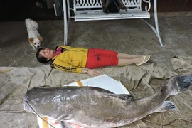 Những lần cá “khủng” sa lưới ngư dân Việt khiến dư luận ngỡ ngàng 