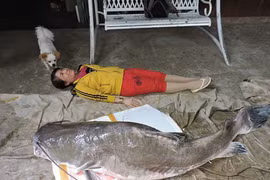 Những lần cá “khủng” sa lưới ngư dân Việt khiến dư luận ngỡ ngàng 