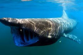 Những loại động vật có vẻ ngoài nguy hiểm song lại cực kỳ nhút nhát