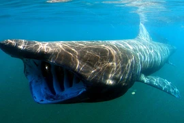 Những loại động vật có vẻ ngoài nguy hiểm song lại cực kỳ nhút nhát