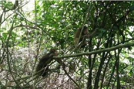 17 cá thể động vật được thả về rừng ở Quảng Bình: Cực hiếm!