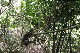 17 cá thể động vật được thả về rừng ở Quảng Bình: Cực hiếm!