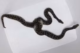 Top “dị thú” cực lạ xuất hiện ở Việt Nam, dư luận sốc toàn tập 