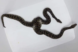 Top “dị thú” cực lạ xuất hiện ở Việt Nam, dư luận sốc toàn tập 